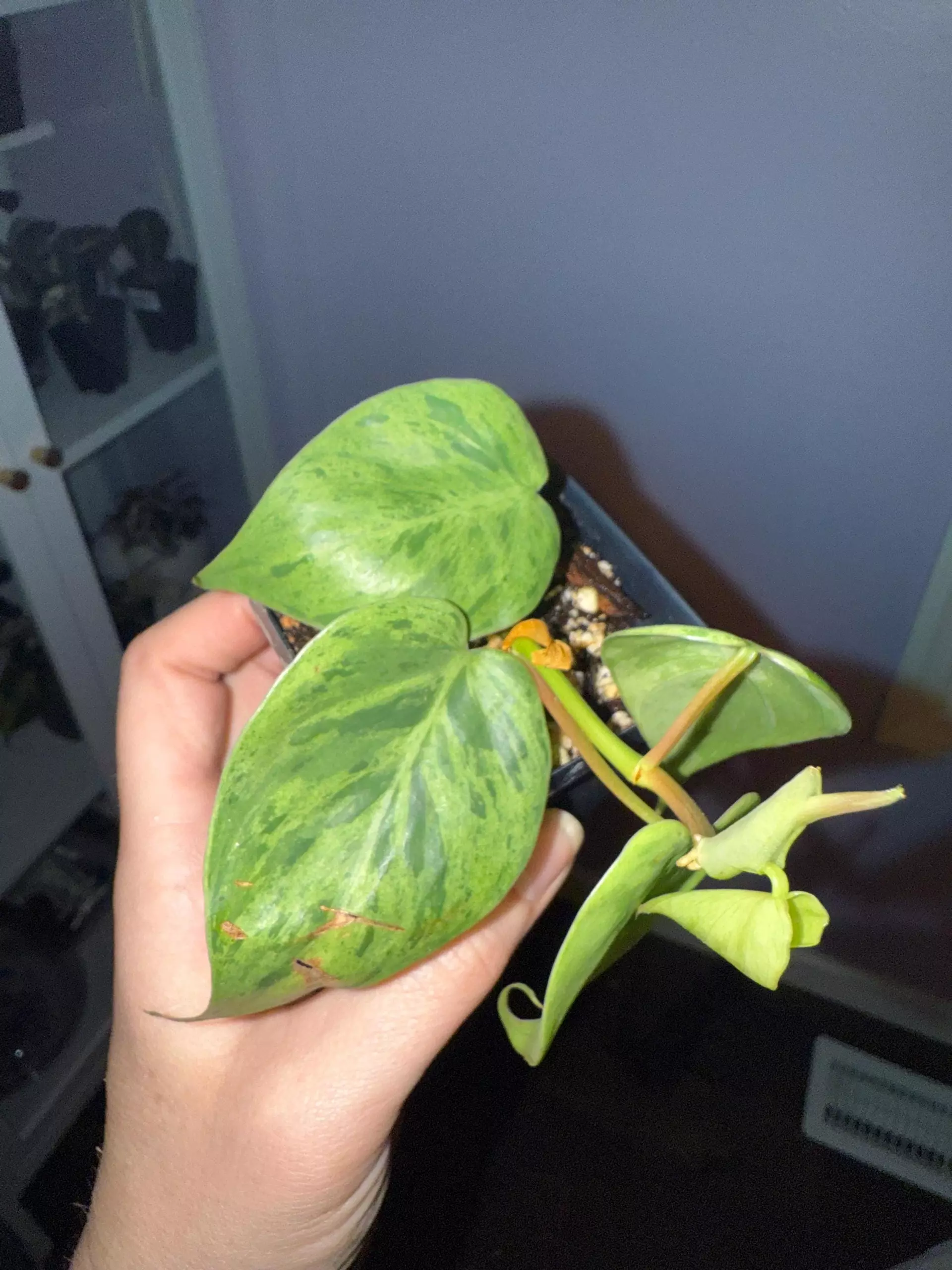plant/Philodendron Variegated Heartleaf - Exact Plant - US Seller-0