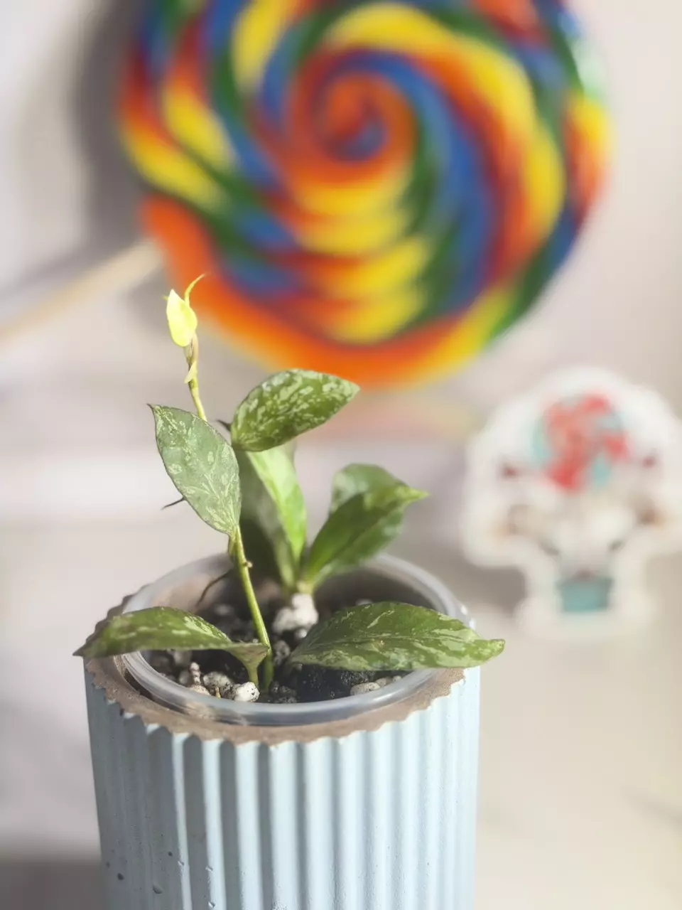 plant/Hoya Lacunosa Zebra-2