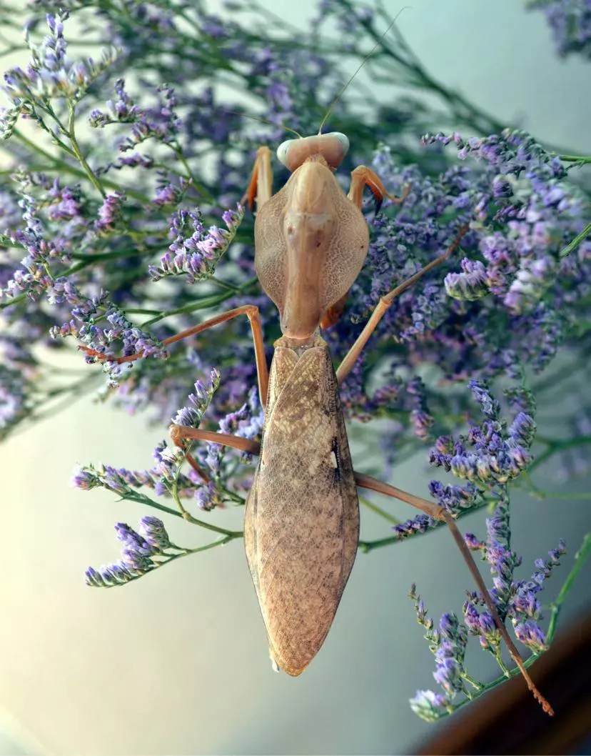 plant/Rhobodera kirbyi, PNG Shield Mantis, 2/3i (34% OFF)-0