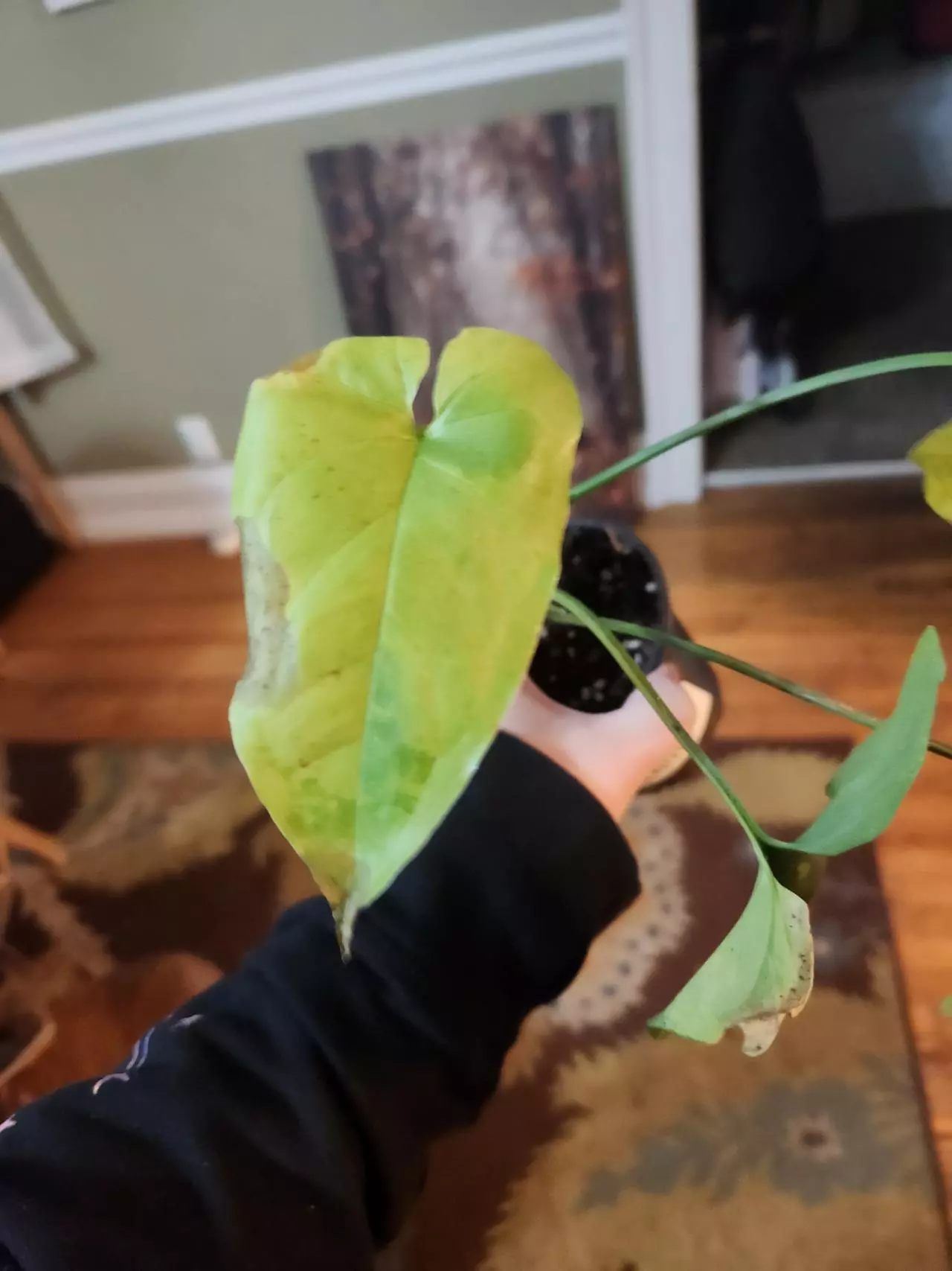 plant/Syngonium faustina mint-2