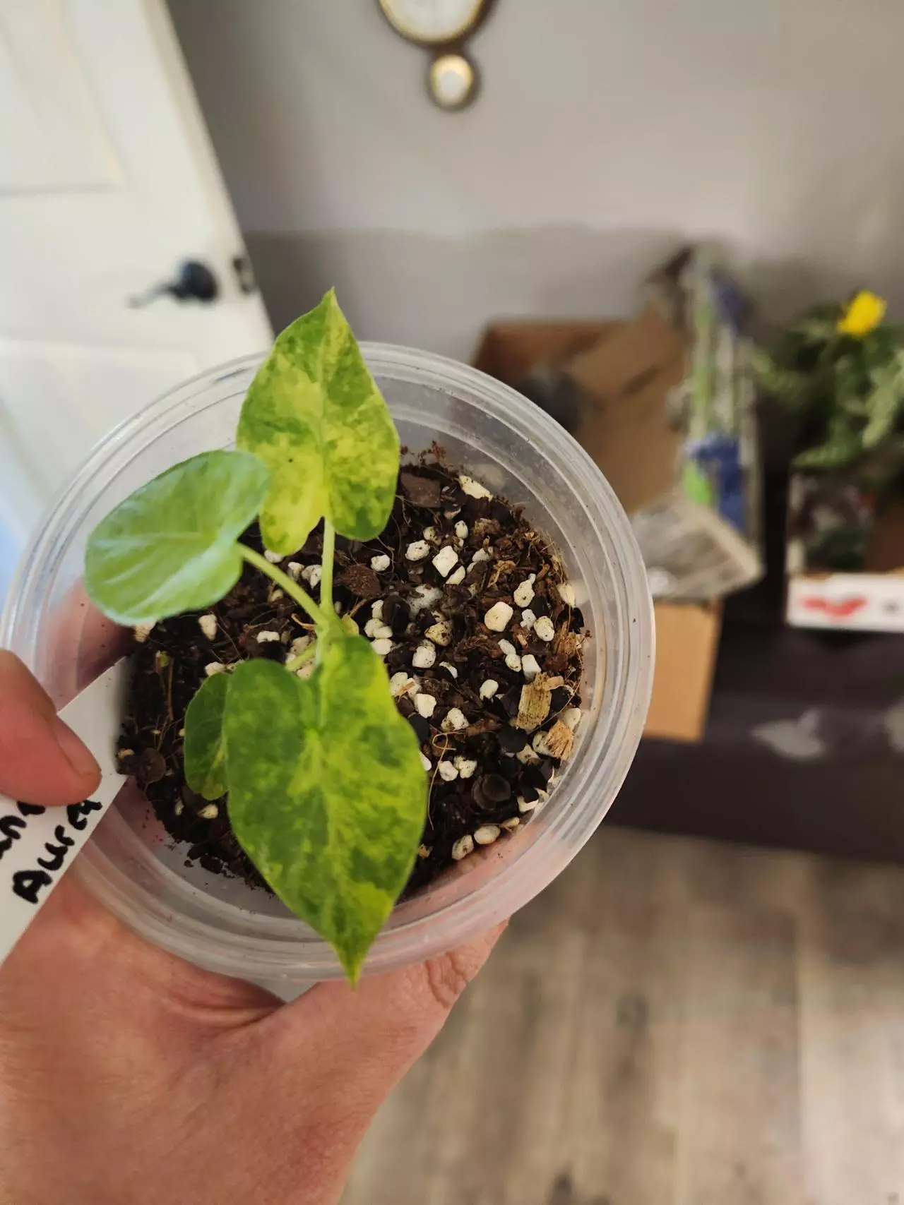 plant/Alocasia gageana aurea-0