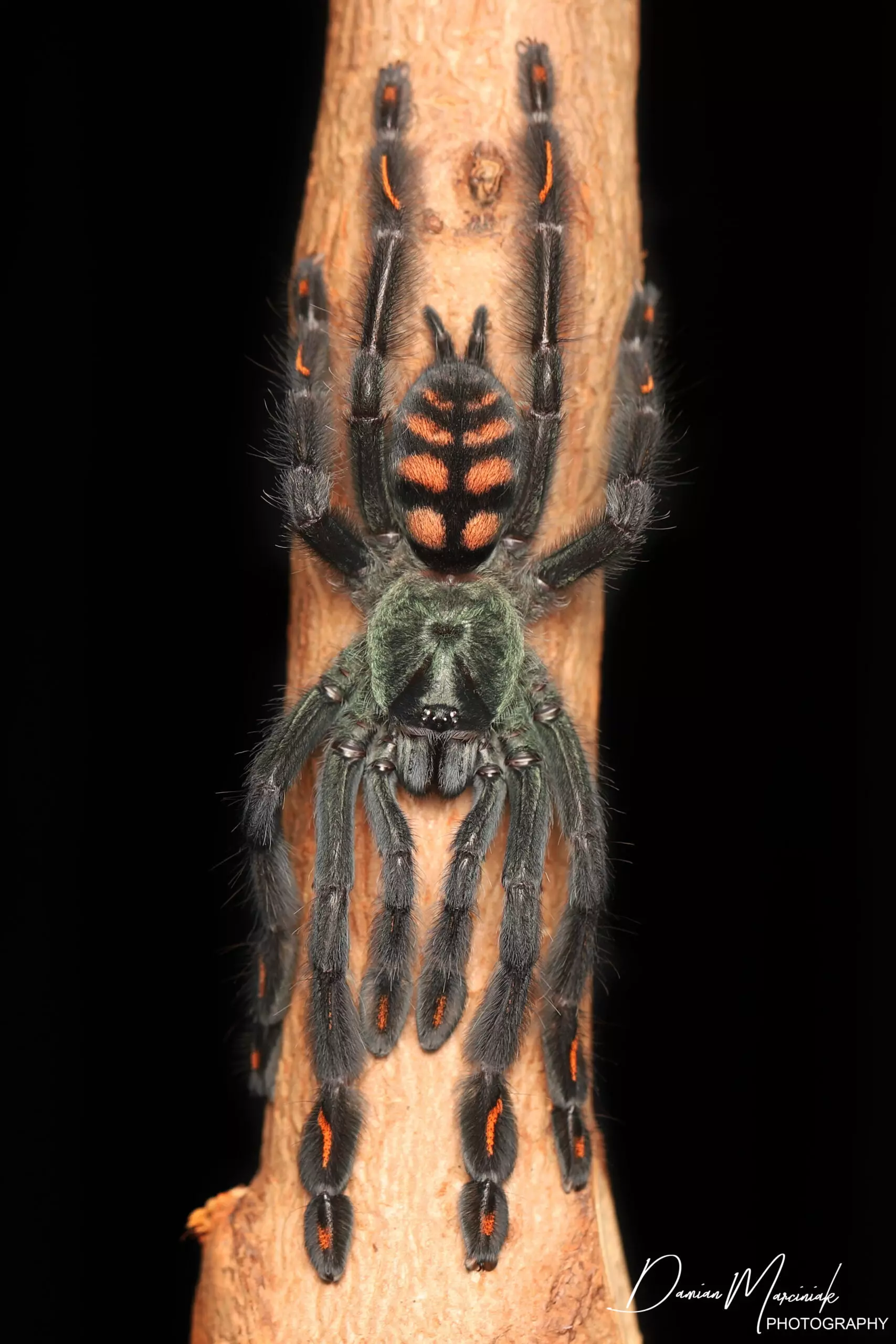 plant/Psalmopoeus irminia, Venezuelan Suntiger, 1.5" (44% OFF)-0