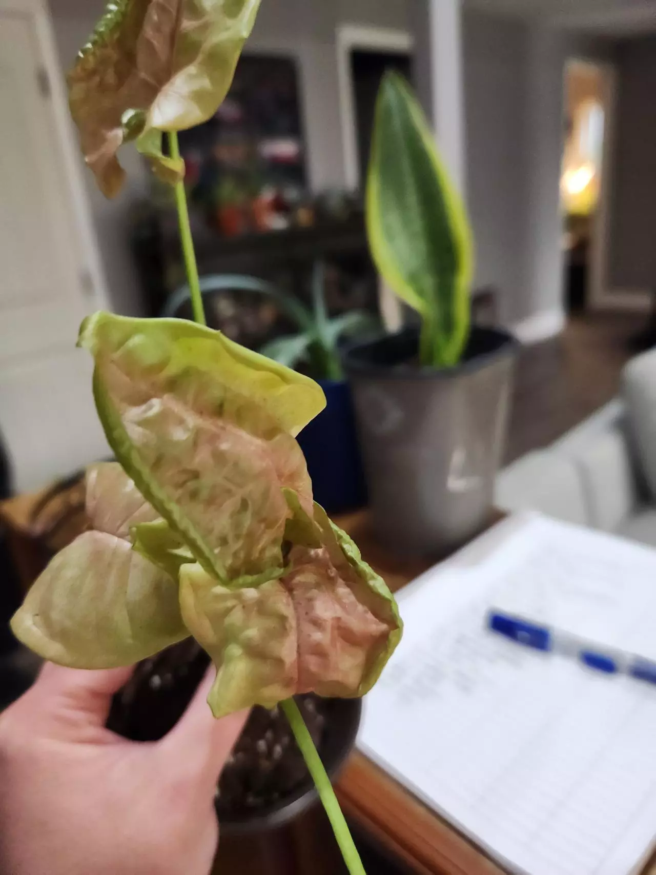 plant/Pink aura syngo-0