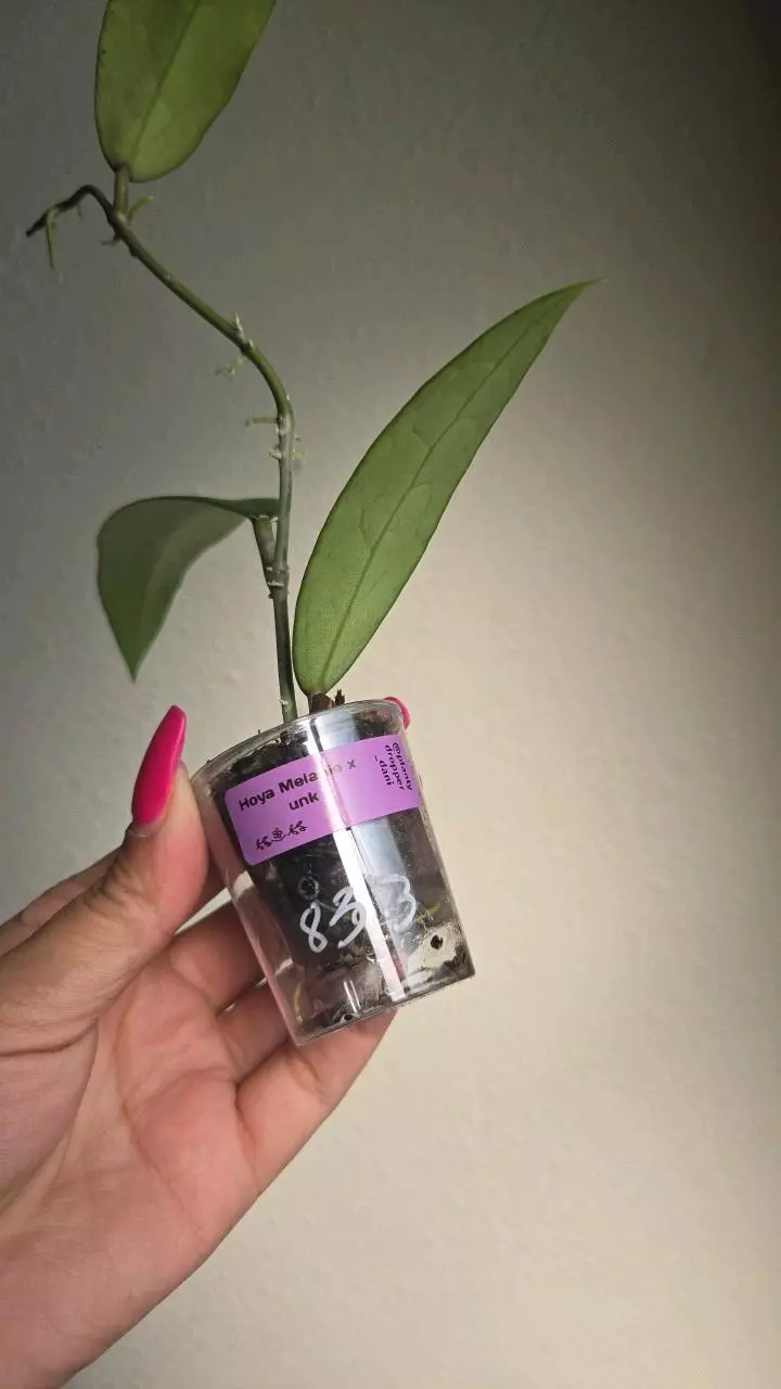 plant/Hoya cv Hugo #8313-1