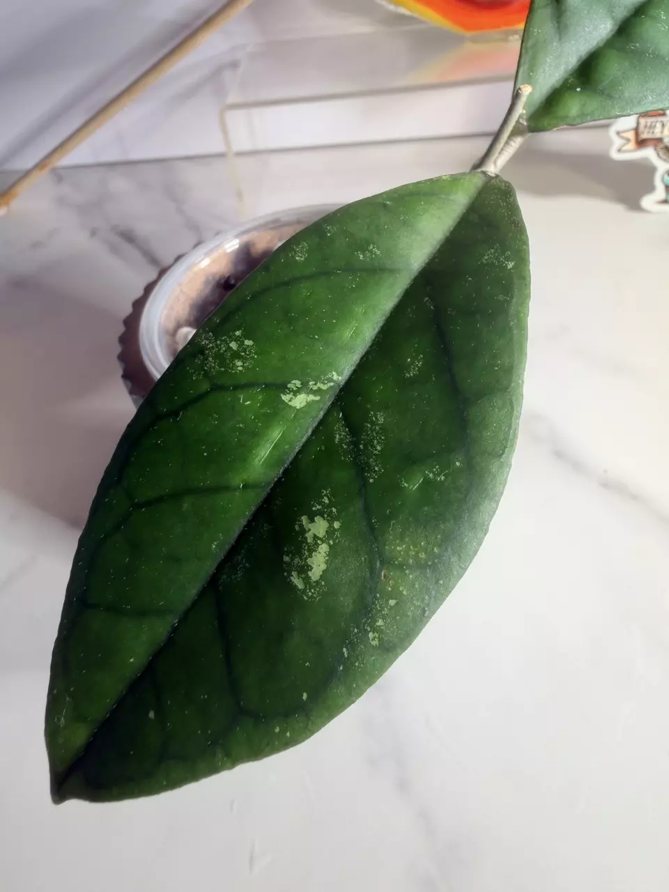 plant/Hoya Water Drop-2