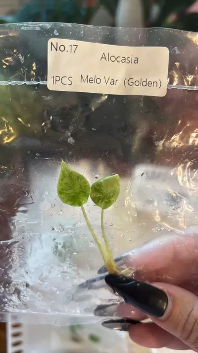 plant/Melo aurea/ tricolor Variegated tc-2-thumbnail