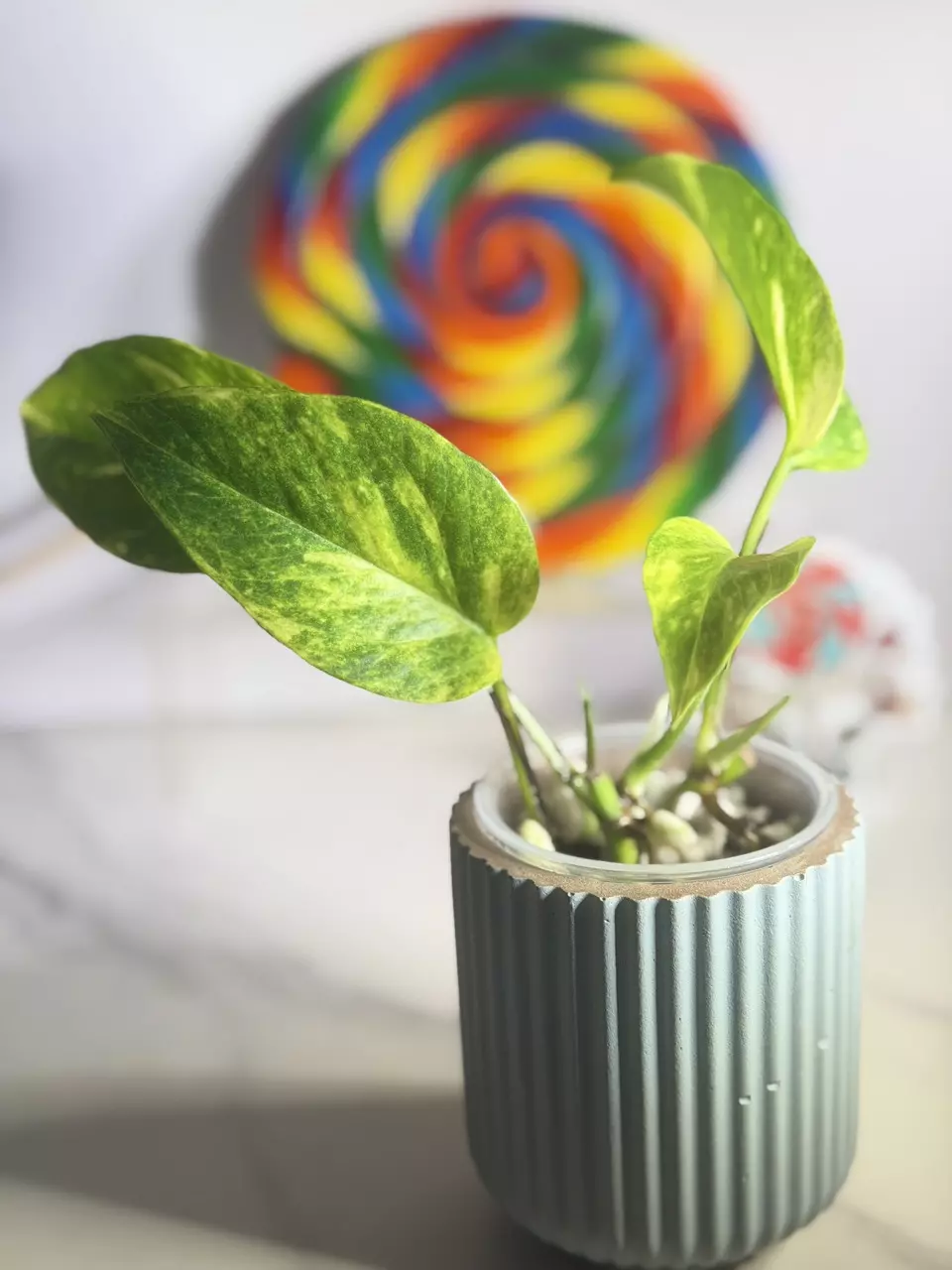 plant/🍭SWEET TREAT 🍭Epipremnum Alta Voltage-0