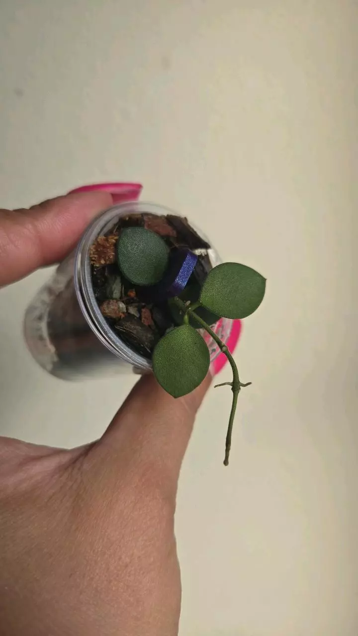 plant/Hoya Boycei #4001-2