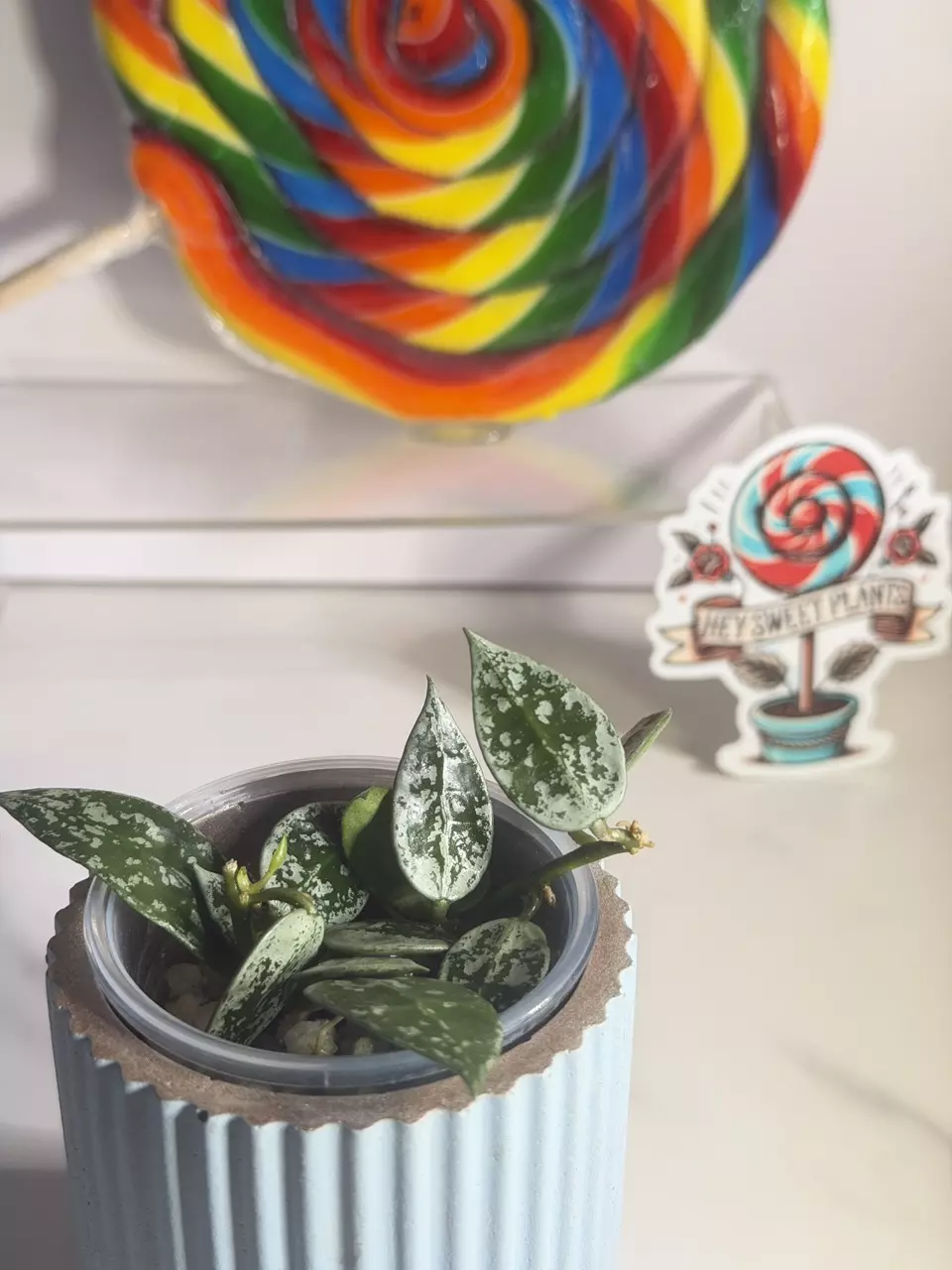 plant/Hoya Lacunosa Cianjur splash-2