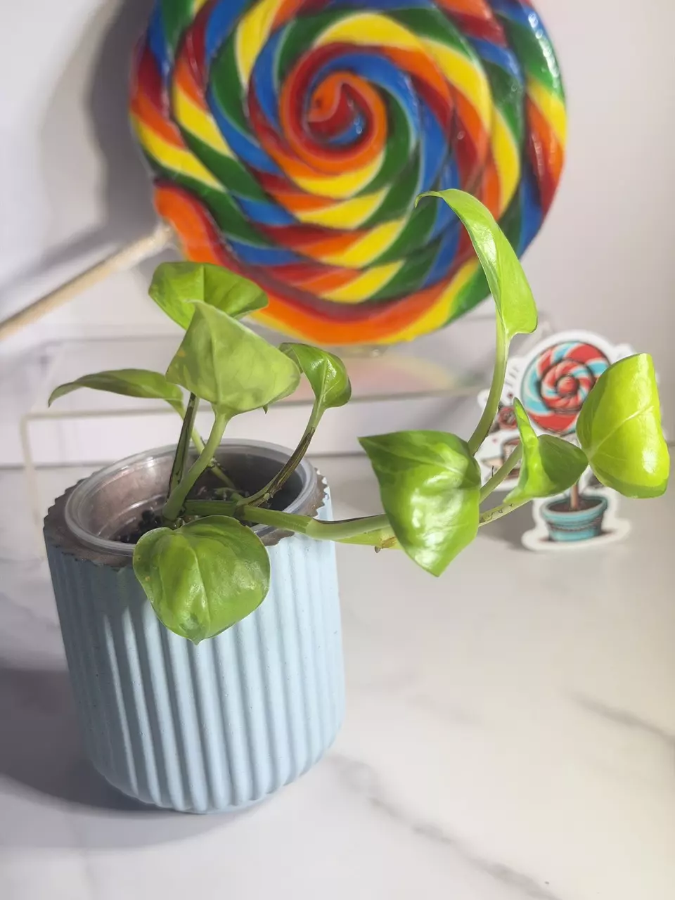 plant/🍭SWEET TREAT 🍭Philodendron Neon Joy-1