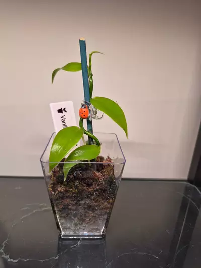 plant/Vanilla Orchid-0-thumbnail