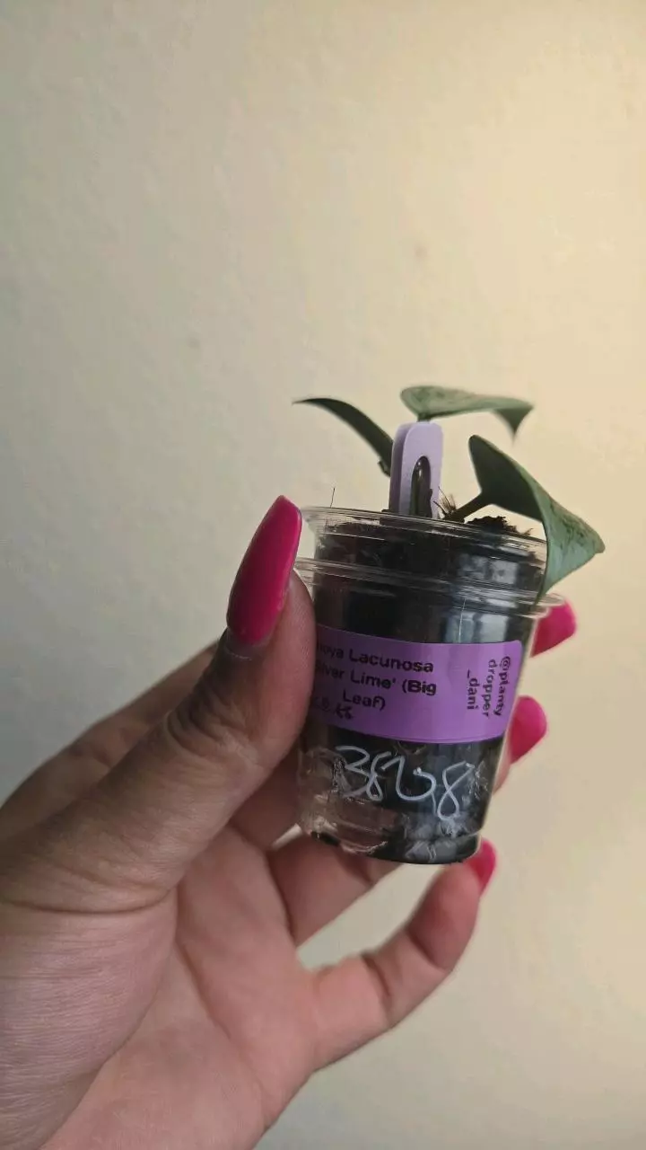 plant/Hoya Lacunosa 'Silver Lime' (Big Leaf) #3808-3