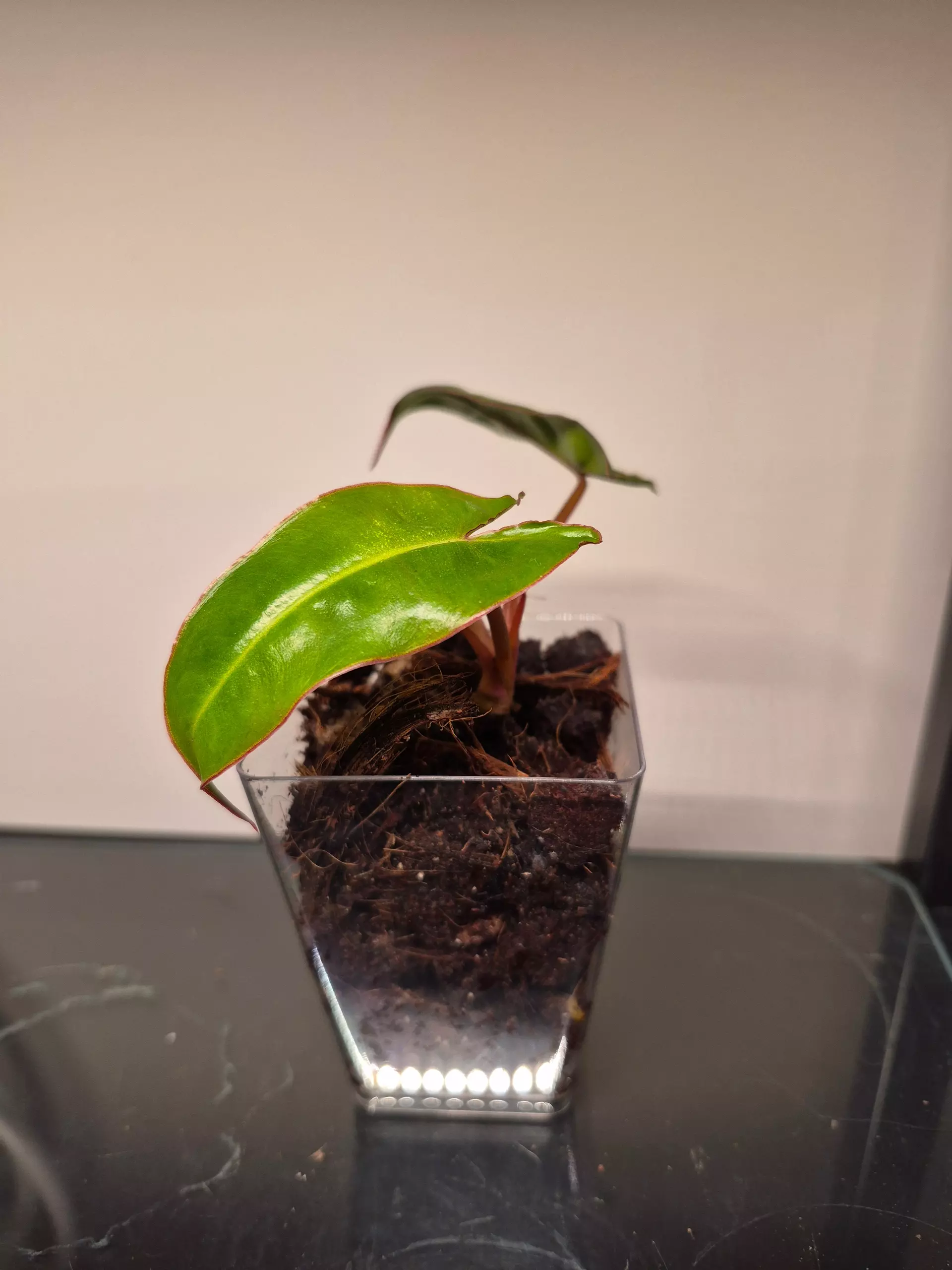 plant/Philodendron Billietiae-0