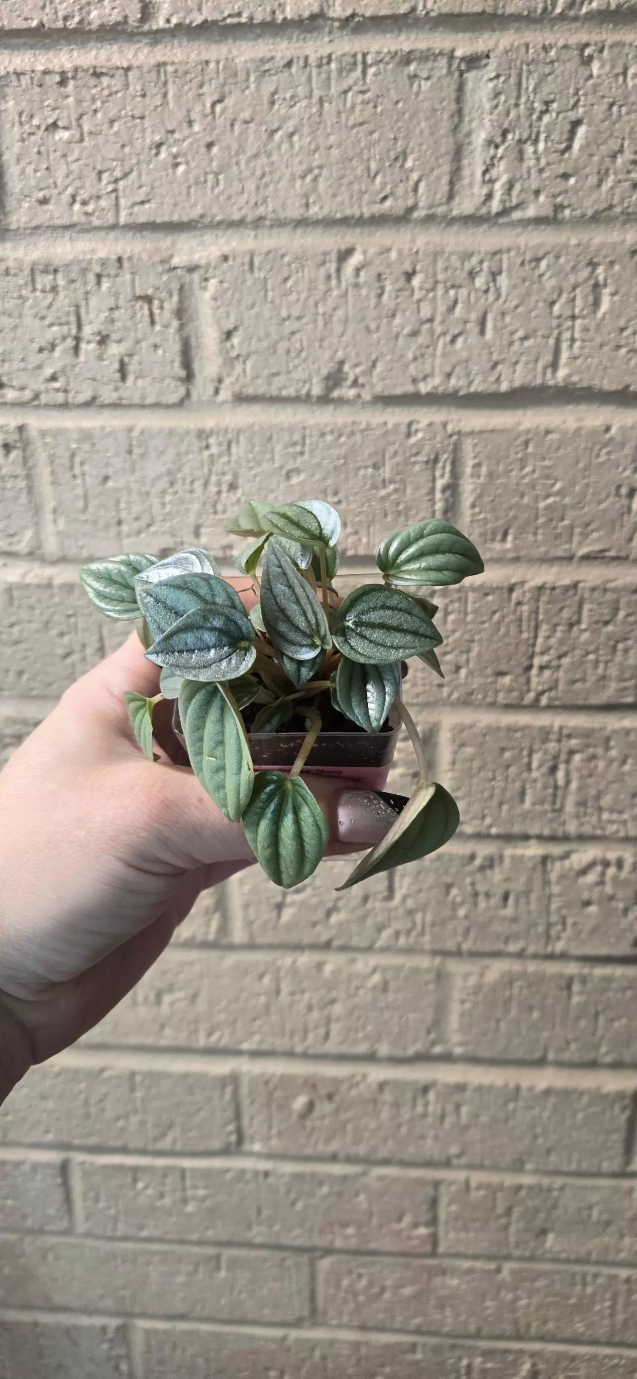 plant/Pepperomi Napoli nights-0