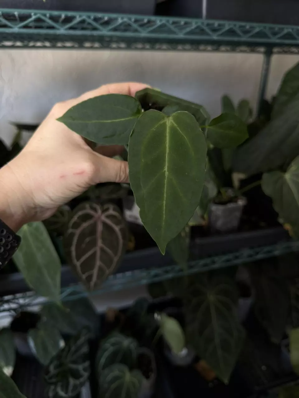 plant/Anthurium Rioclarense Wild x Pink Lemonade Pap-0