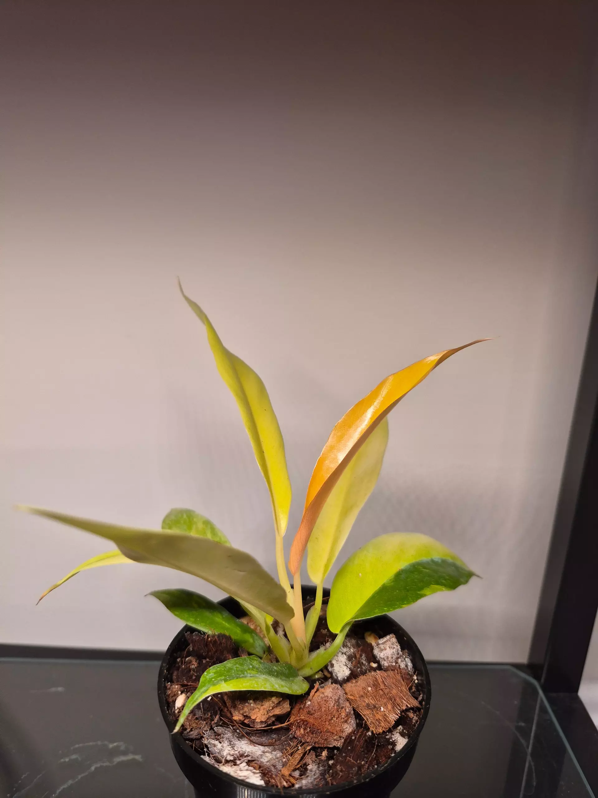 plant/Philodendron Ring of Fire-0