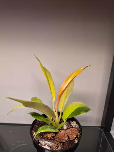 plant/Philodendron Ring of Fire-0-thumbnail