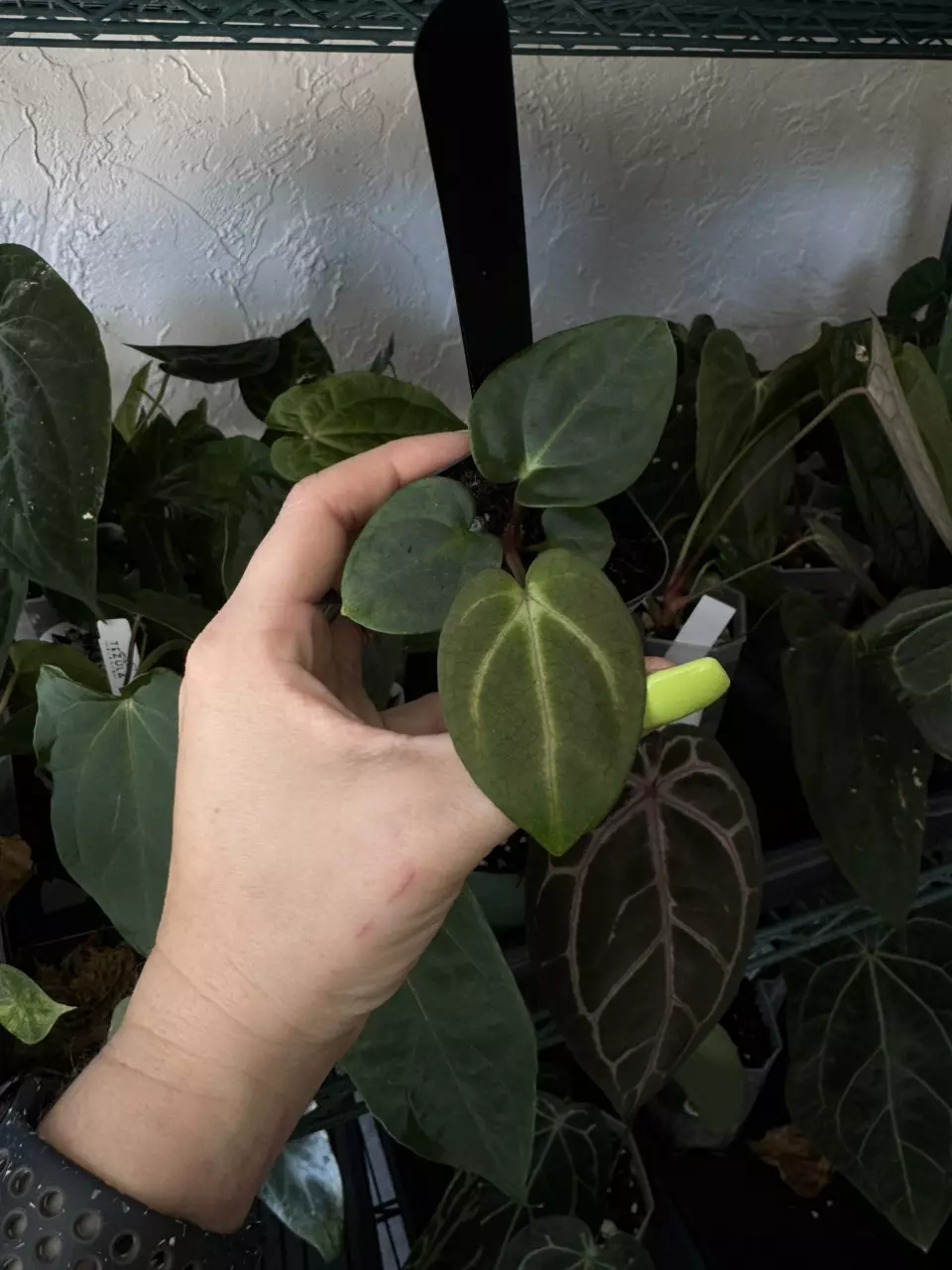 plant/Anthurium Carla OG4 X PM6-0