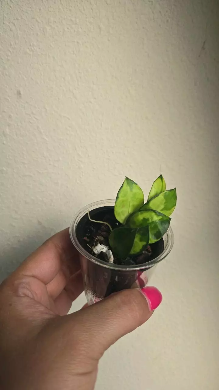 plant/Hoya Lacunosa 'Asami Inner Variegated' #3400-0