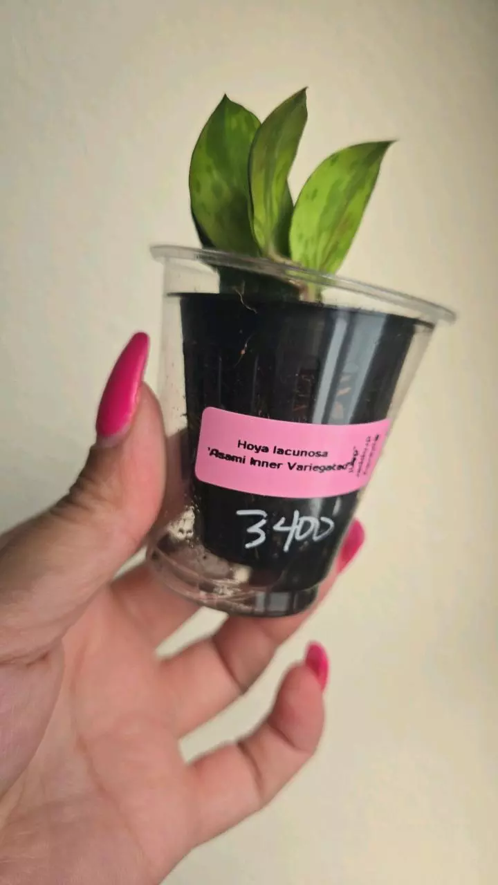 plant/Hoya Lacunosa 'Asami Inner Variegated' #3400-1