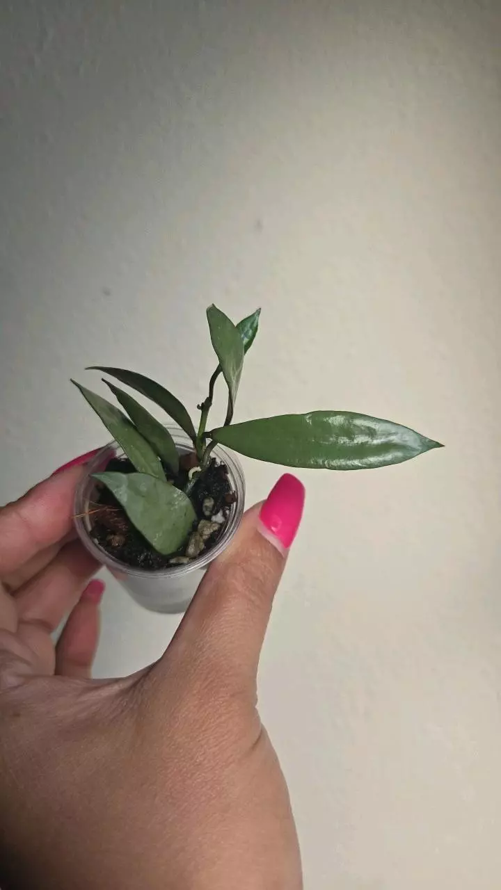 plant/⚠️Zinger! Hoya Lacunosa 'Silver Long Leaf' #2348-3