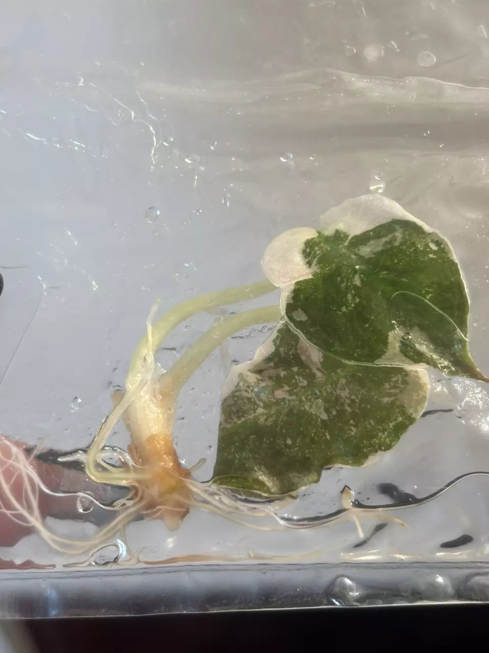 plant/True pink cuprea albo tissue culture growers choice-1