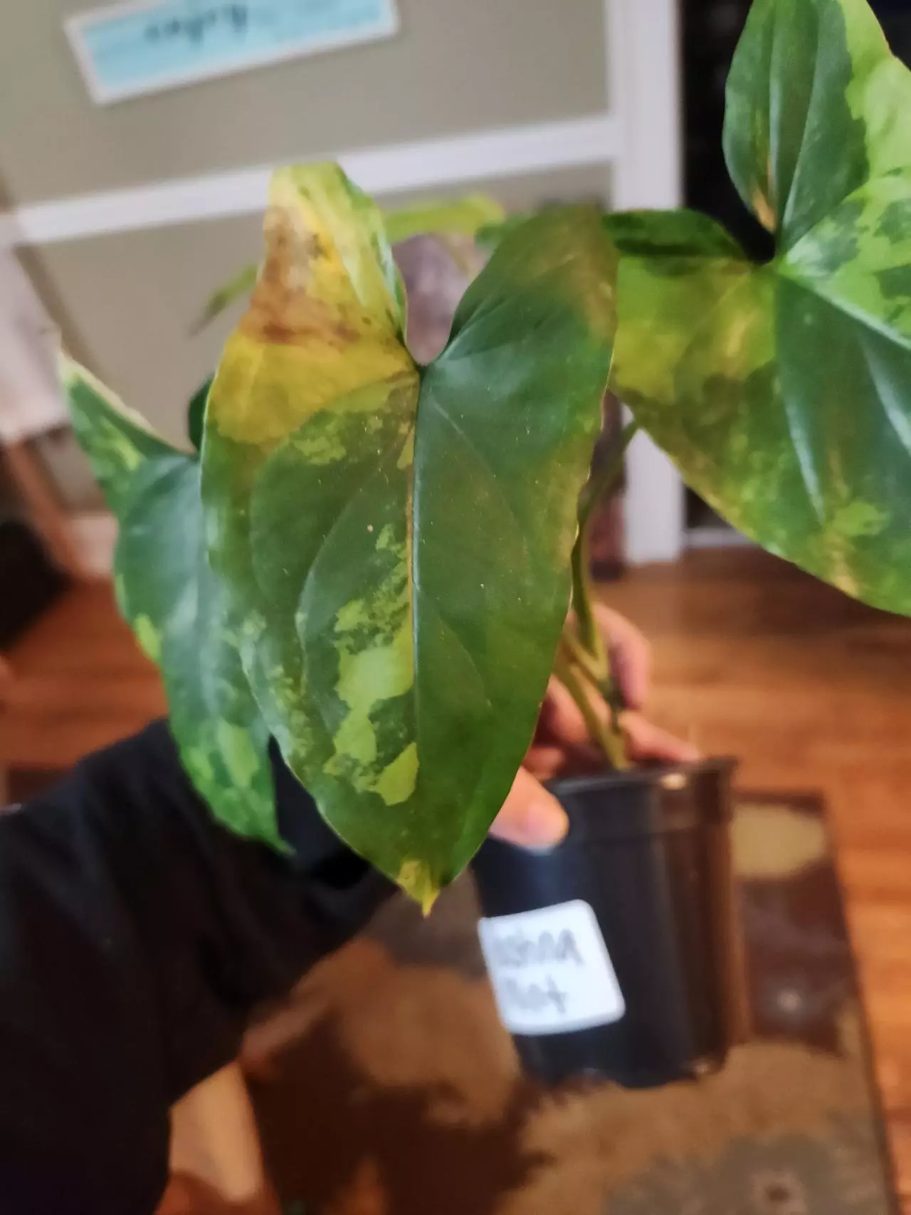 plant/Syngonium faustina mint-1