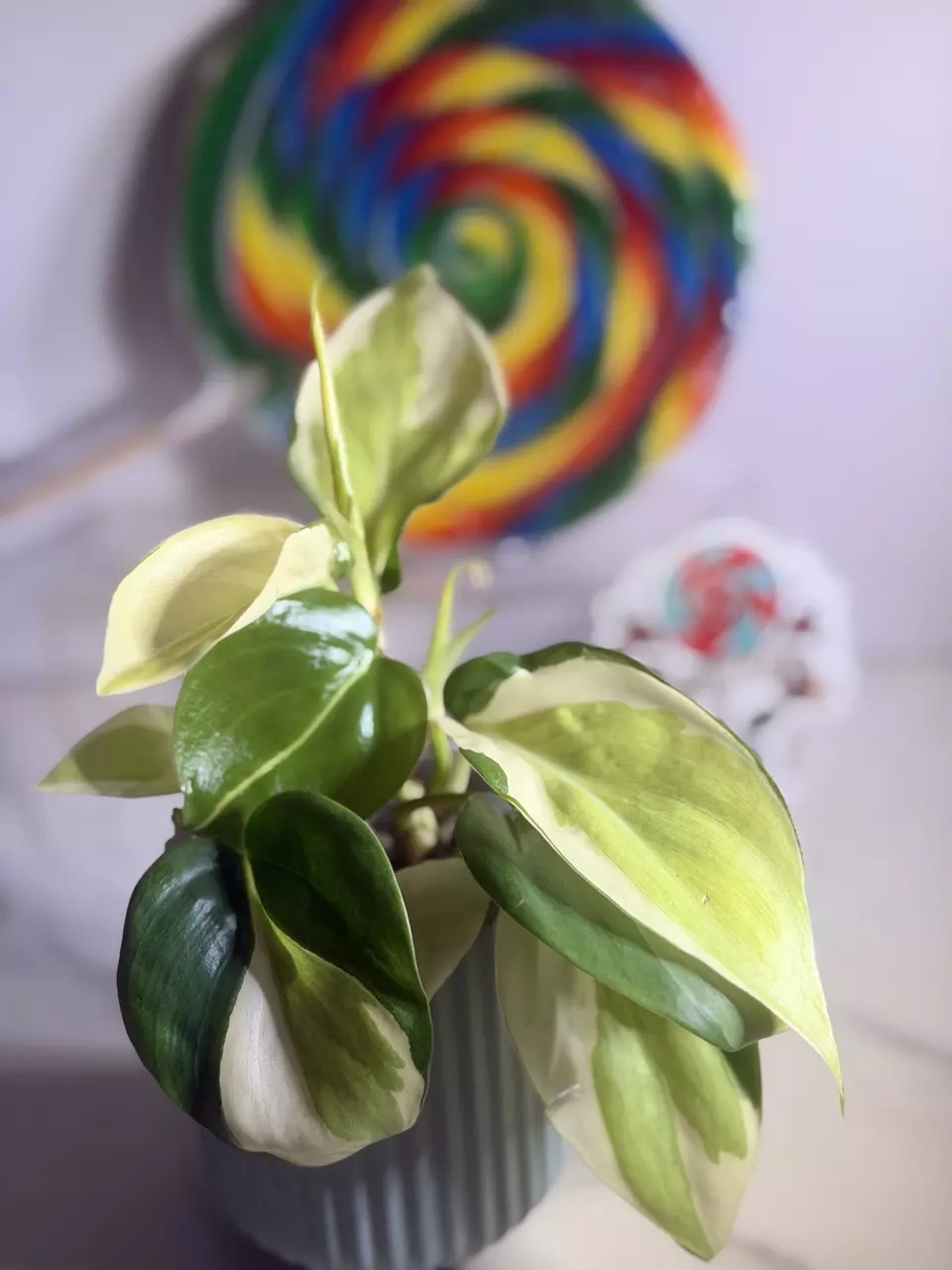 plant/🦄Philodendron Gabby-1