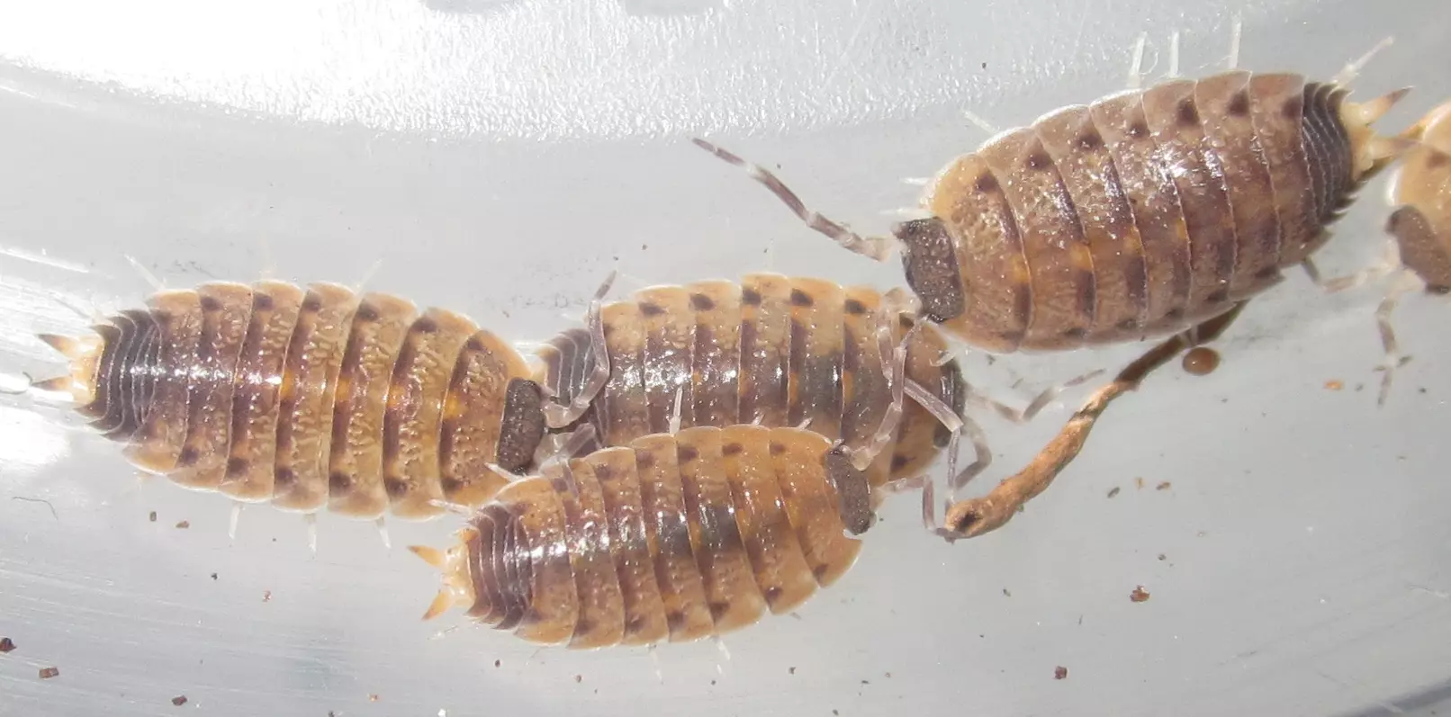 plant/Proporcellio vulcanius, Volcano Isopod, 10ct (28% OFF)-0