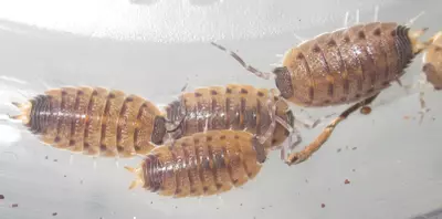 plant/Proporcellio vulcanius, Volcano Isopod, 10ct (28% OFF)-0-thumbnail