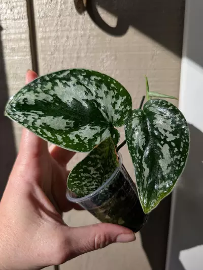 plant/Scindapsus Tricolor-0-thumbnail