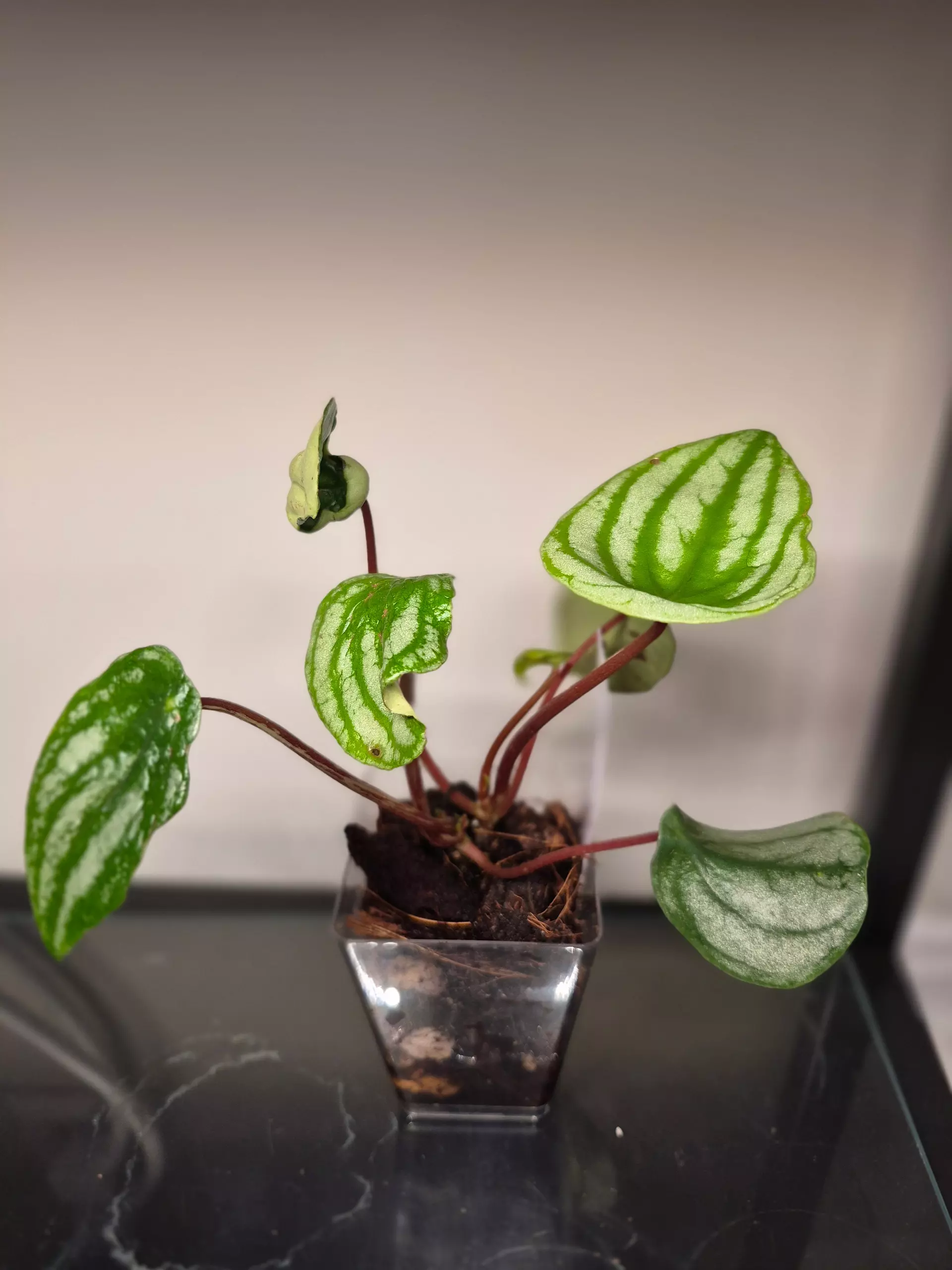 plant/Watermelon Pepperomia-0