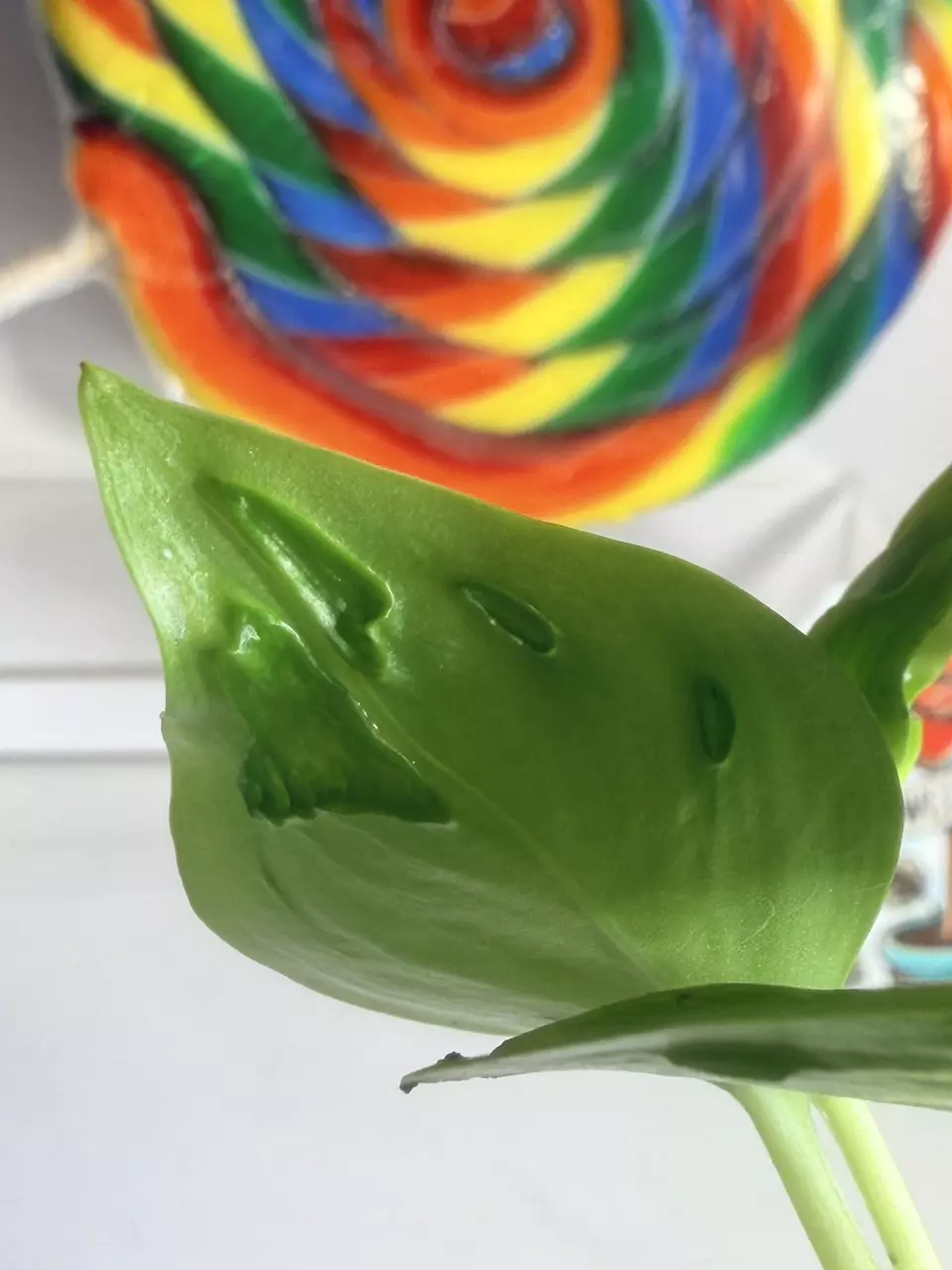 plant/🍭SWEET TREAT 🍭Pothos  'Champs Élysées’-1