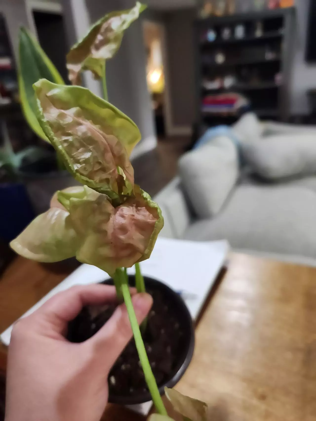 plant/Pink aura syngo-2