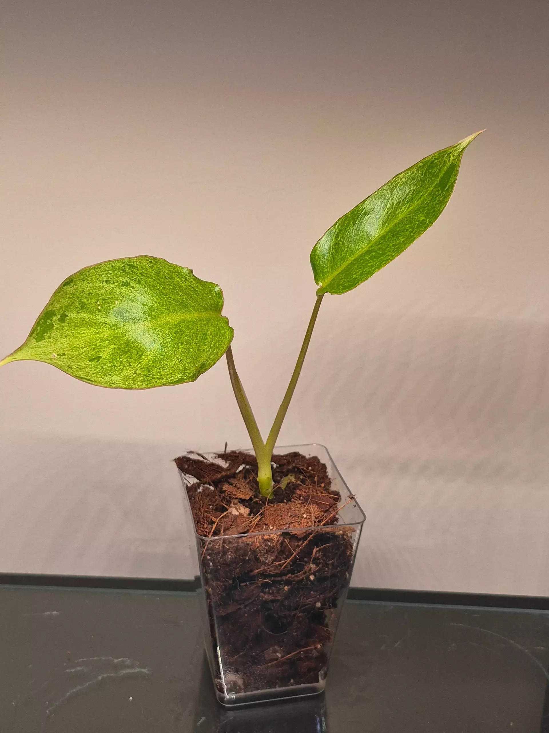 plant/Philodendron Paraiso Verde-0