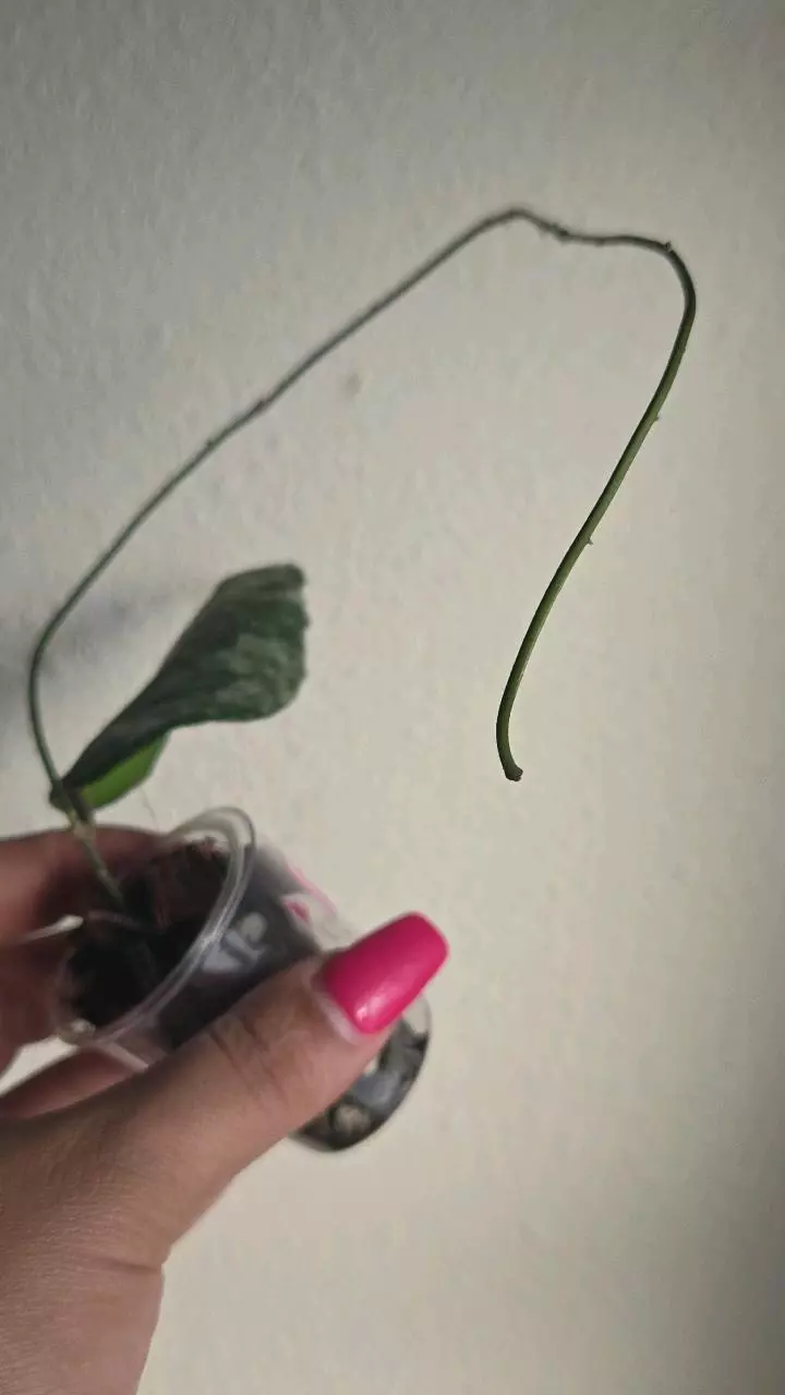 plant/Hoya Caudata Gold #3809-4