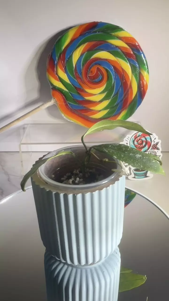 plant/Hoya Multiflora splash-0