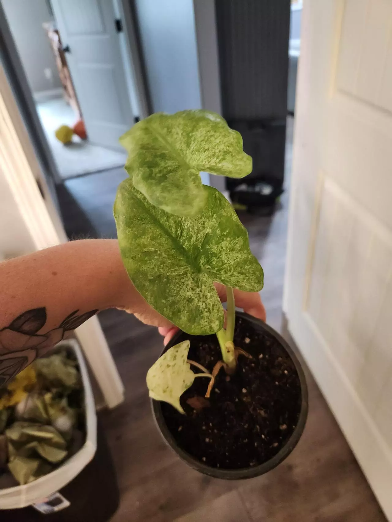 plant/Alocasia batik varigated-0