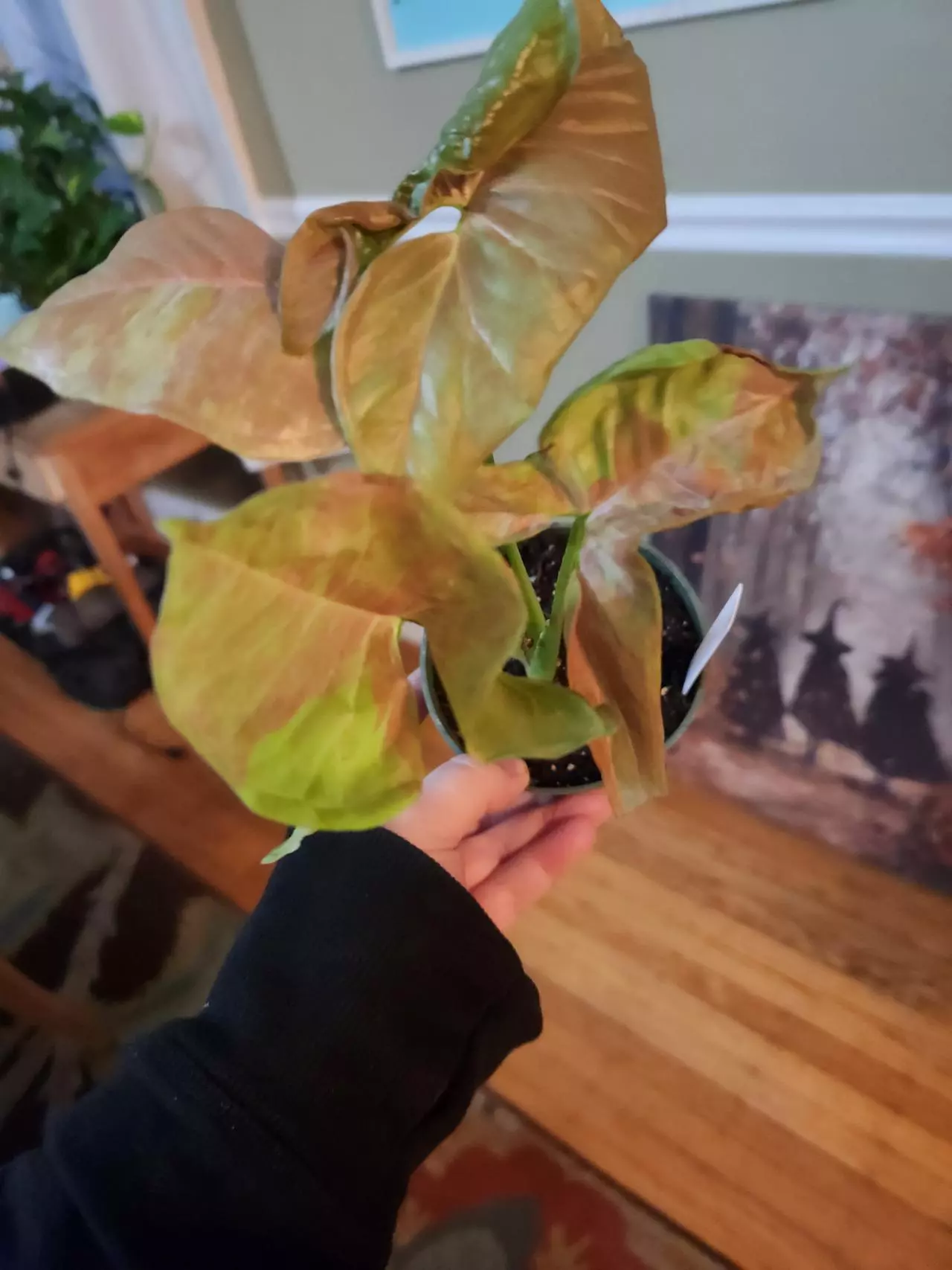 plant/Syngonium pink cloud-0