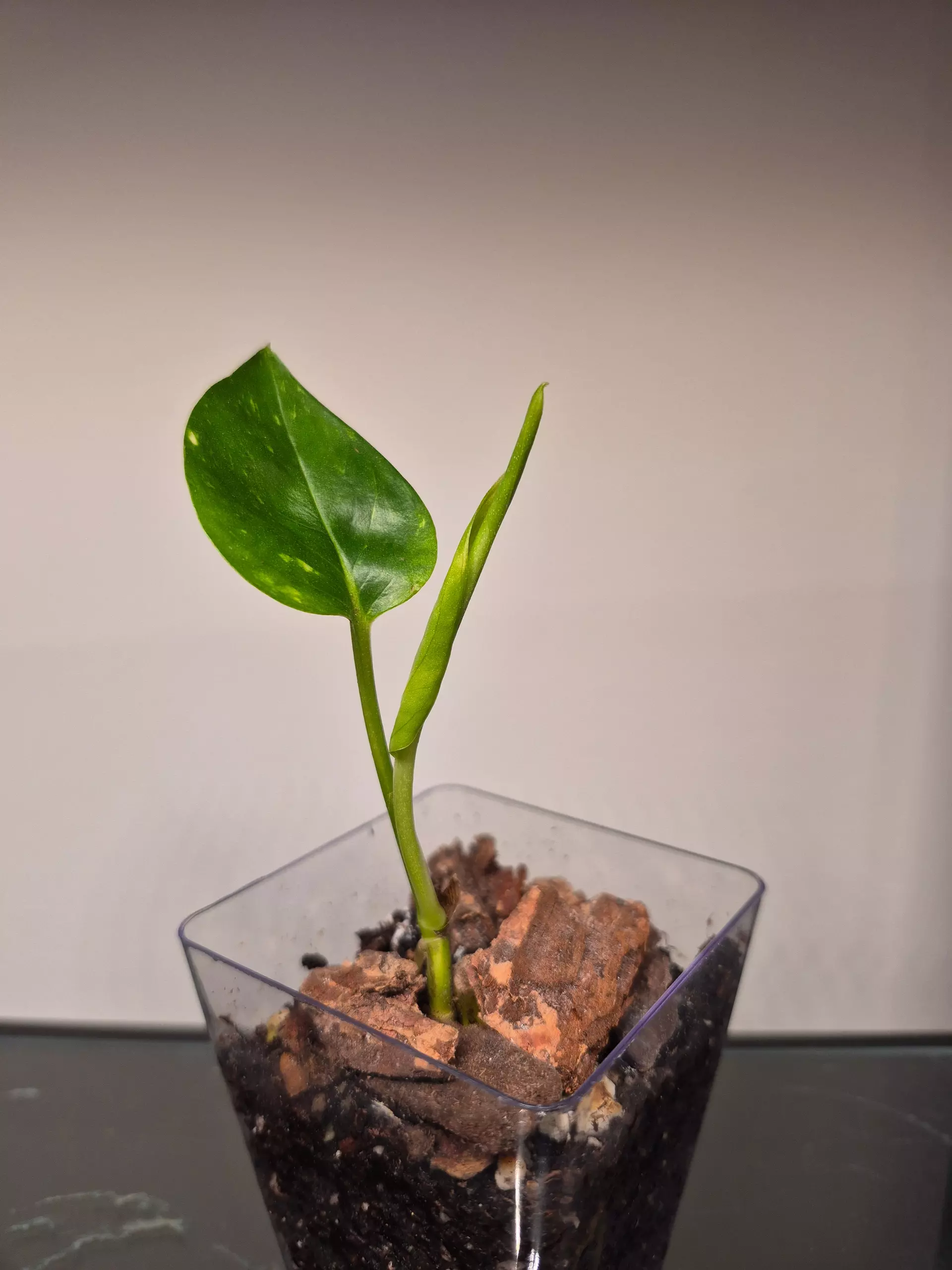 plant/Hawaiian Pothos-0