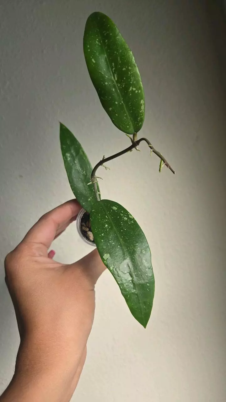 plant/Hoya cv Hugo #8313-3