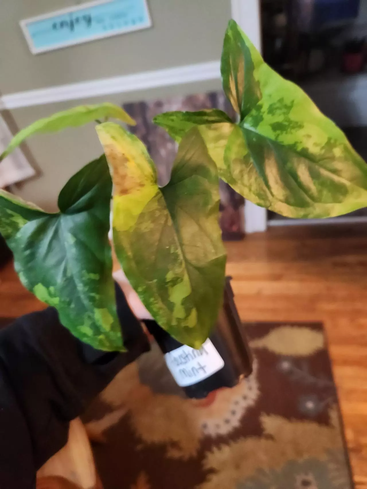 plant/Syngonium faustina mint-0