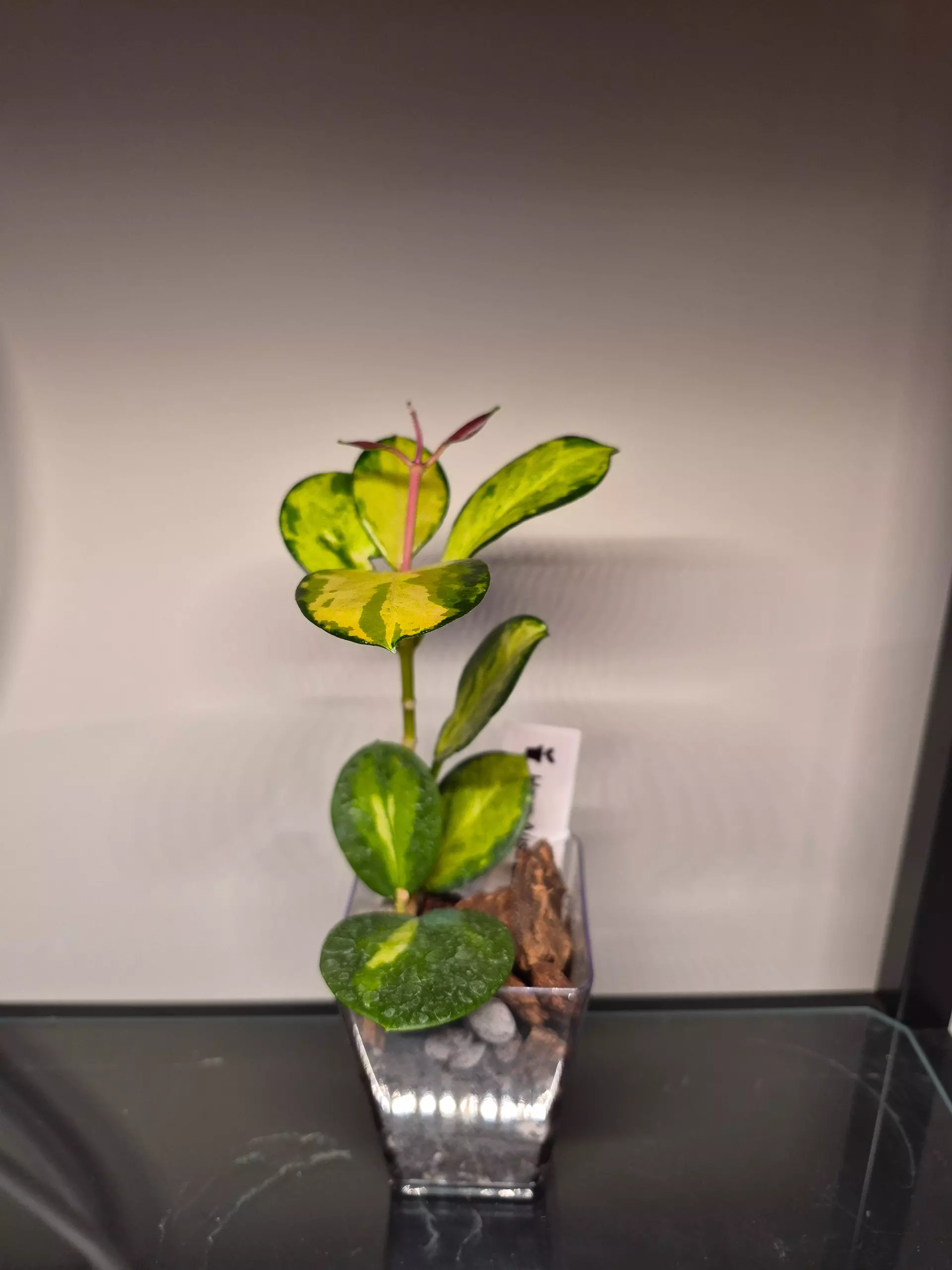 plant/Hoya Australis Lisa-0