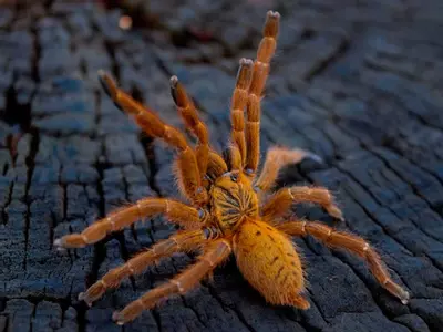 plant/Pterinochilus murinus 'Usambara,' Orange Baboon Tarantula, 1/2-3/4" (37% OFF)-0-thumbnail
