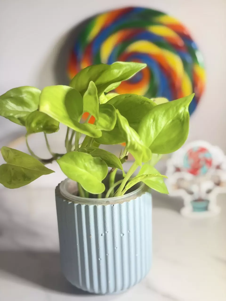 plant/🍭SWEET TREAT 🍭Pothos  'Champs Élysées’-2
