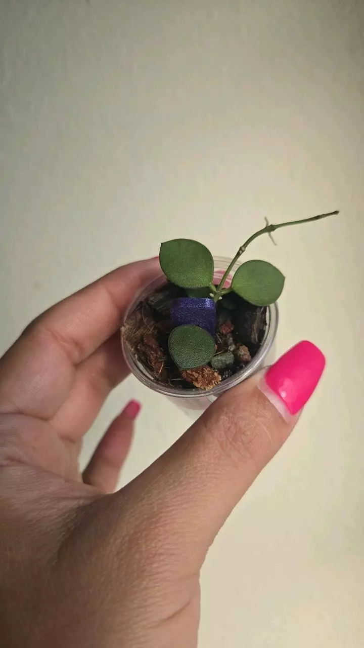 plant/Hoya Boycei #4001-0