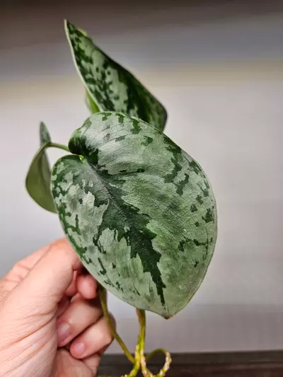 plant/Scindapsus Exotica Cutting-0-thumbnail