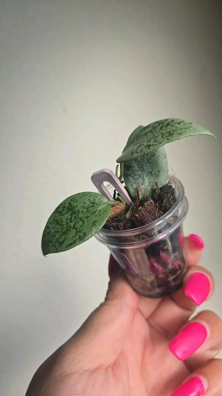 plant/Hoya Lacunosa 'Silver Lime' (Big Leaf) #3808-1