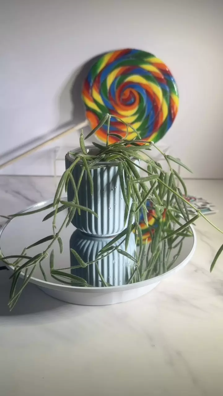 plant/Hoya Linearis-0