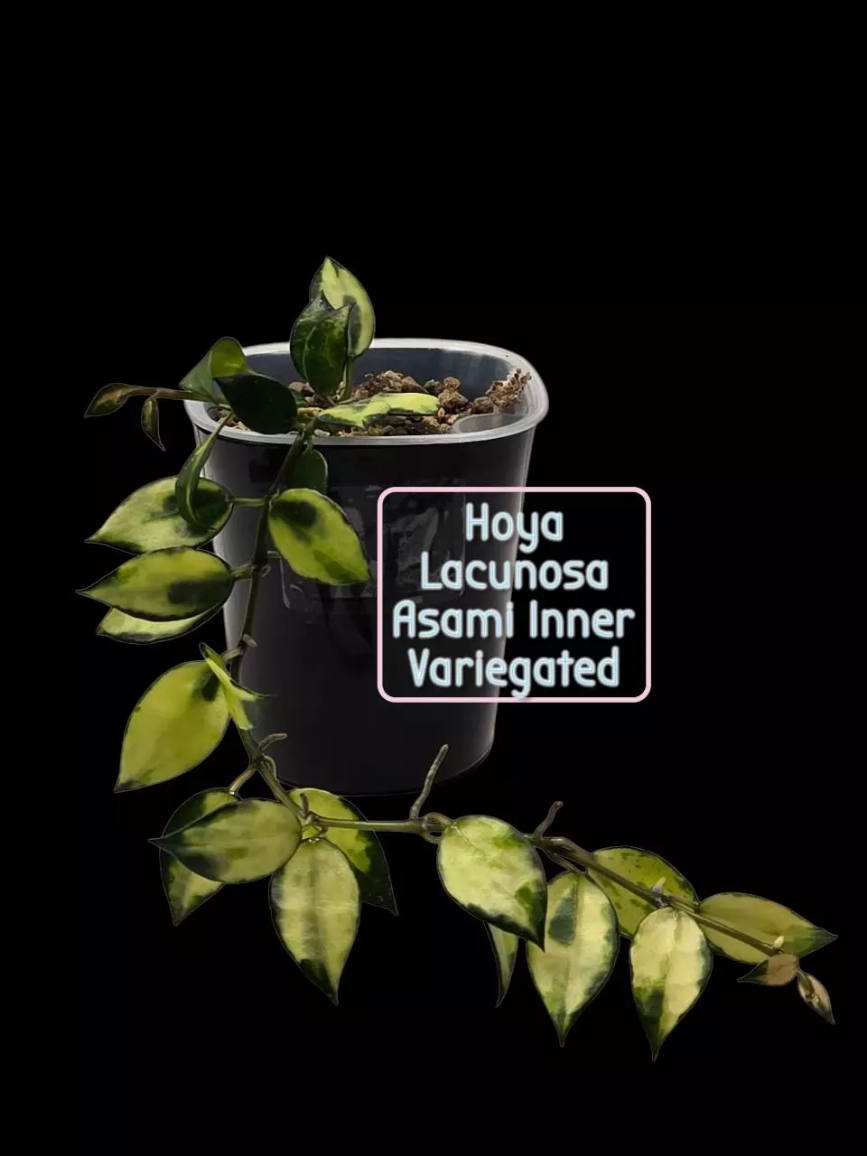 plant/Hoya Lacunosa 'Asami Inner Variegated' #3400-4